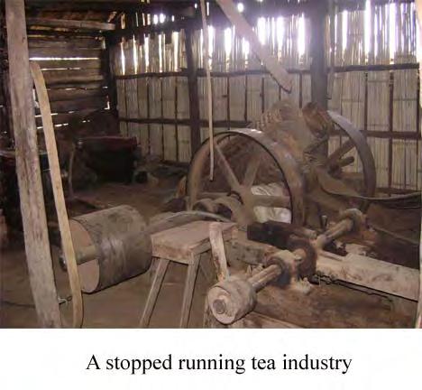 2)Problems affecting tea farmers 2.1) Decline in the price of tea From the beginning of the tea-picking season in 2011, the price of dry tea in Namhsan Township was only 3500 kyat for one viss.