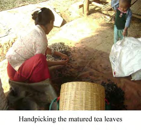 The tea traders are still selling the remaining tea from last year so that they do not have to introduce the tea from the 2011 crop into the market yet.