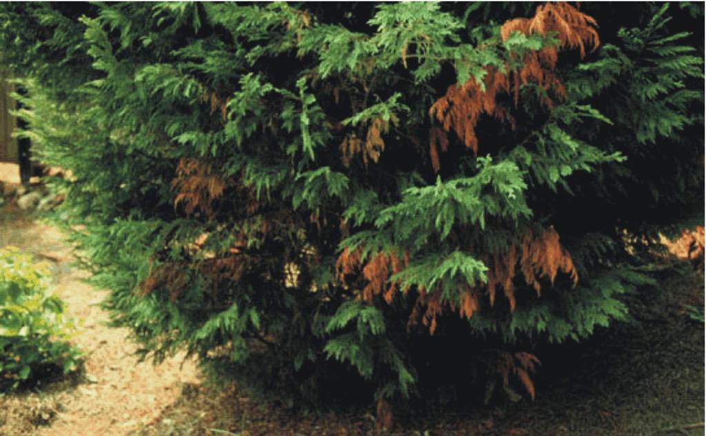 Remove extensively damaged trees or trees that are damaged in the main trunk. No cultivars or selections are known to be resistant to the disease.