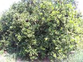 Citrus Canker - Management Copper products are effective in preventing fruit infection, less effective in preventing leaf infection, and have limited