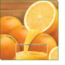 Citrus in Florida- Economic Impact Florida supplies most of the orange juice produced in the U.S.