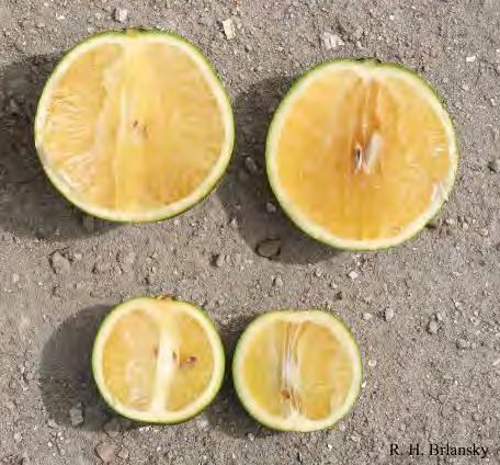 Greening Abnormal Fruit Fruit are
