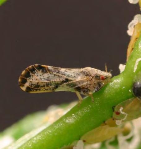 Greening Disease Transmission The Asian citrus psyllid transmits the pathogen Psyllids fly or are