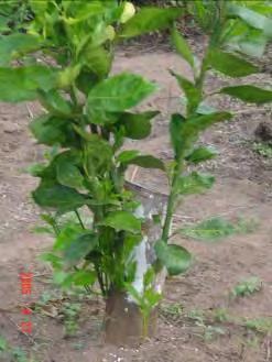 Greening - Management You cannot prune away a greening infection Greening is systemic i.e. throughout the plant When removing an infected tree be sure to kill the stump with a herbicide to prevent sprouting.