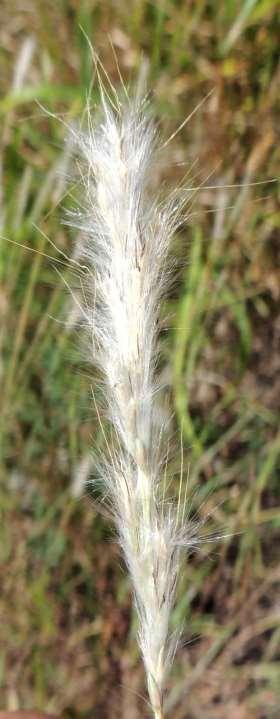 Silver Beardgrass p2 Bothriochloa laguroides (DC.