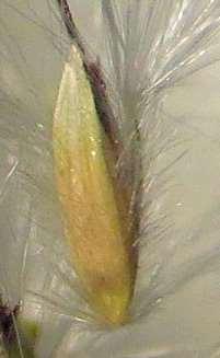 3+ mm Sessile Spikelet Sessile Spikelet