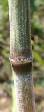 Leaf Sheaths glabrous; Ligules membranous and