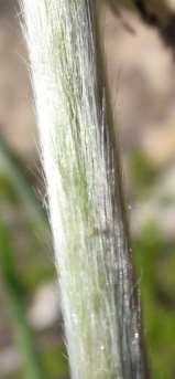 2 to 4 times longer than spikelet, spirally