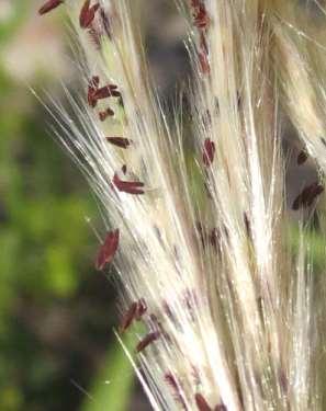 both sessile and pedicellate spikelets with
