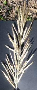 Pedicellate Spikelet Sessile Spikelet