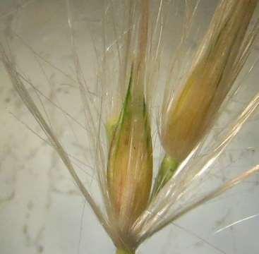 5 mm Upper Culm, below Inflorescence, with
