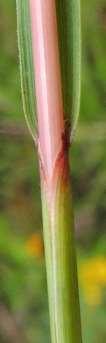 scoparium Poaceae (Grass Family);