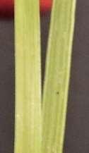 or hairy, variable; Leaf Sheaths USDA hairy