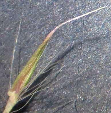 upper spikelet Abundant white hairs at node