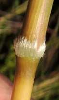(see photos on p2), sessile spikelet 4 to