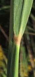 Leaf Sheaths hairy or not; Ligules