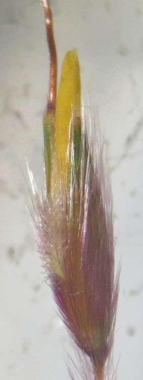 second spikelet of RAME
