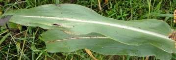 with cultivars; Leaf Sheaths often glabrous; Ligules membranous;