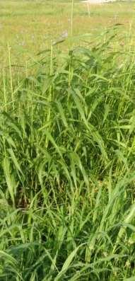 Johnson Grass p1 Sorghum halepense (L.) Pers.
