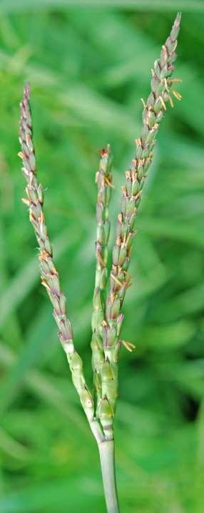 Eastern Gama Grass p2 Tripsacum