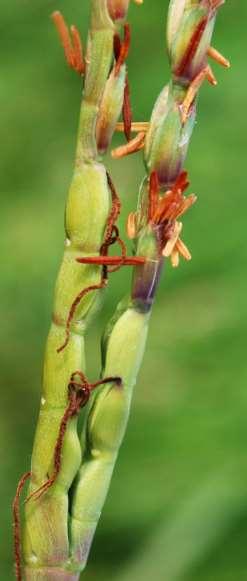 Anthers Paired Staminate