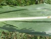 spikes (cobs or ears of corn), each