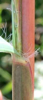 USDA often glaucous; Roots fibrous, rhizomes or