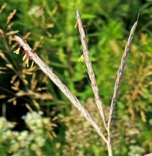 spikelets (RAME structure) -