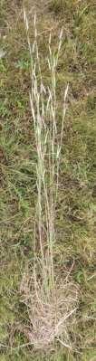 Poaceae (Grass Family); Andropogoneae (Tribe)
