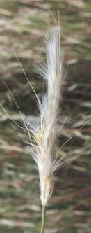 spikelet (pedicel usually shorter than sessile