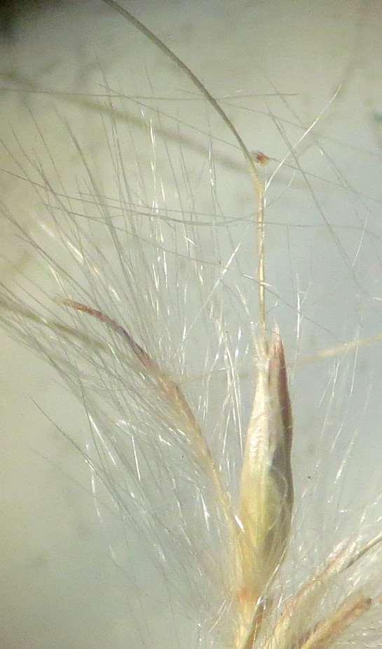 (spikelet reduced to a glume-like structure) Spikes not