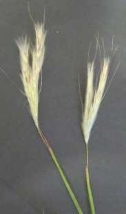 2 racemes Reduced Pedicellate spikelet Sessile Spikelet