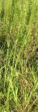 virginicus Poaceae (Grass Family);