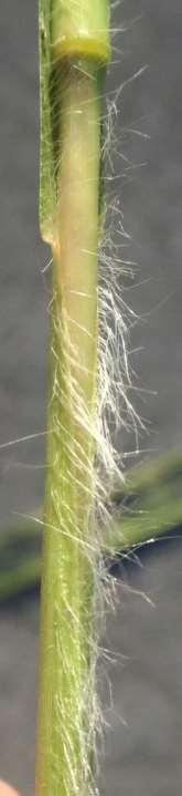 rhizomes present or not; Leaf Blades with