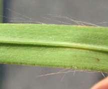 Spikelets in pairs (RAME structure) of 1