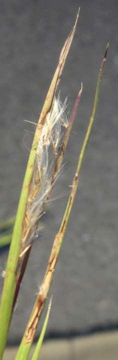 racemes RAME (1 fertile sessile spikelet and 1 sterile or absent pedicellate spikelet)