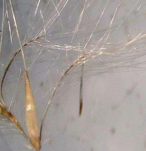 sterile spikelet, usually about twice as long as sessile spikelet Sessile spikelet with