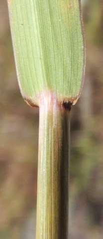 Silver Beardgrass p1 Bothriochloa laguroides (DC.