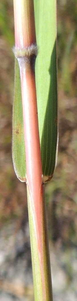 mostly glabrous with long hairs near base; Leaf