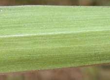 coloring panicle); Spikelets in pairs (RAME