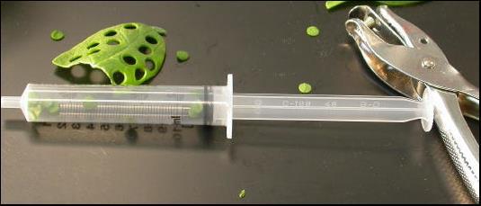 Procedure: 1) Label 5 cups and the 5 syringes in the following manner: No BS light, BS + red, BS + green, BS light, and BS dark.