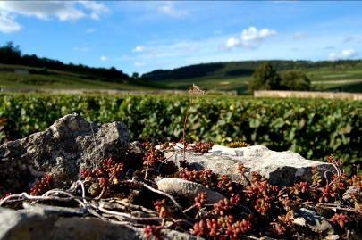 Since 2012 all our vineyards in Côte-d'Or and Côte Chalonnaise are organic certified by an official authorized and independent body of control ( Ecocert).