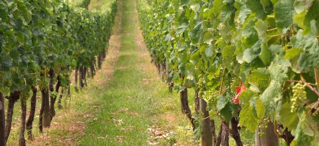 The research for a environmental sustainability goes on, with extreme attention, to agronomic practice over the vineyards, in all phases of vinification and conservation,
