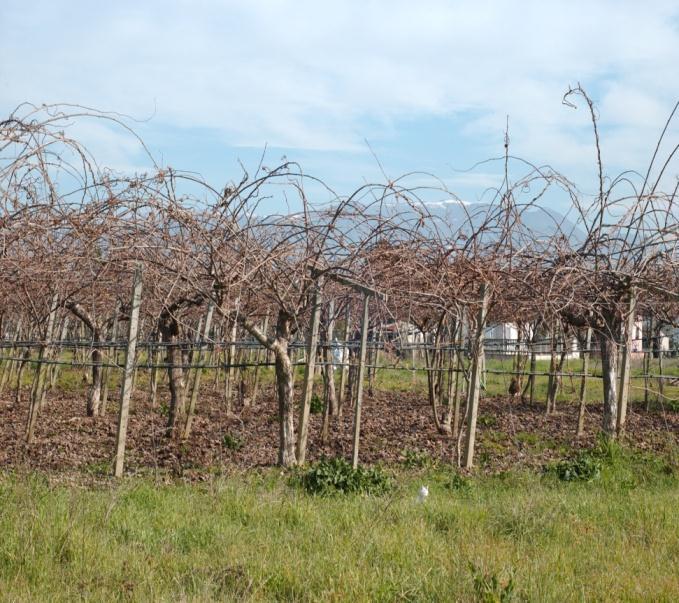 The spread of disease across Italian orchards demonstrates environmental factors may be implicated, with possible wind plume spread into the Lazio region.