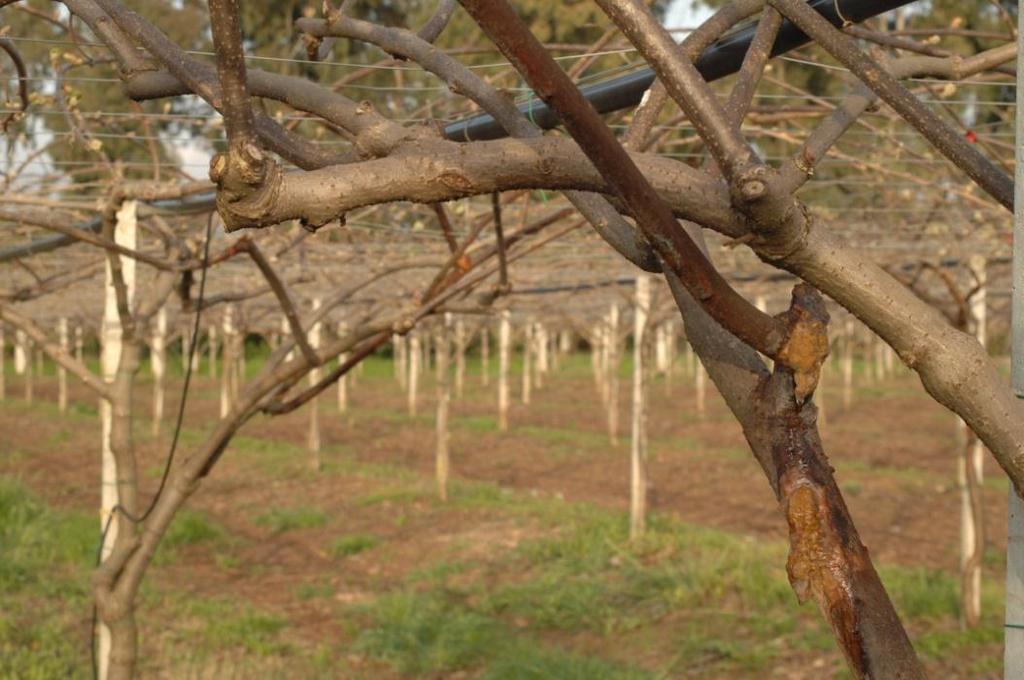 Young Hayward orchard 5 6 years old showing cane dieback, limited
