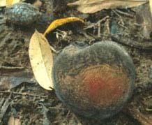 Brown rot on an aborted fruit ( button ). Figure 3. Brown rot on insectdamaged green fruit. Note small insect feeding puncture in the center of the rotted area. Figure 4. Brown rot on a ripe fruit.