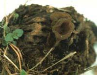 Brown rot mummies that are partially buried within a couple of inches of the surface in moist soil may produce sporebearing apothecia during the next bloom period.