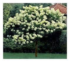 5 Hydrangea- Hydrangea Limelight Quick Fire Liriodendron-Tuliptree