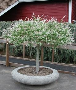 8 Salix-Willow Syringia- Lilac Hakura Nishiki Standard