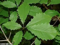 Green leaves turing yellowish-brown in Fall (55'x45') OAK, Northern Pin